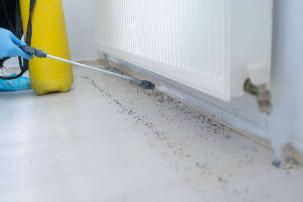 Best Rat Extermination Near Me  in Milton, WA
